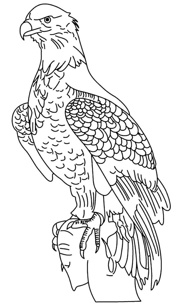 desenho de aguia para pintar 1
