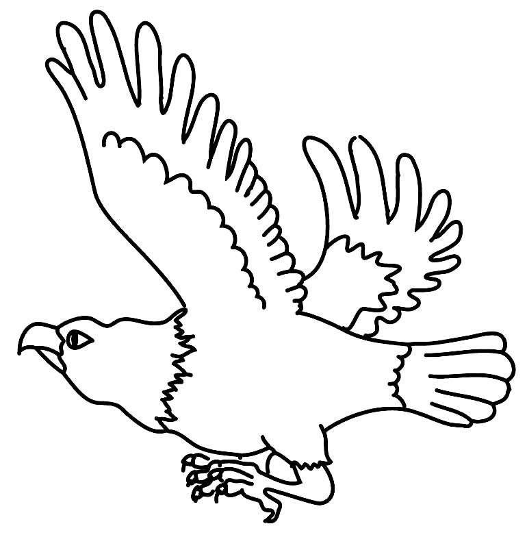 desenho de aguia para pintar 10