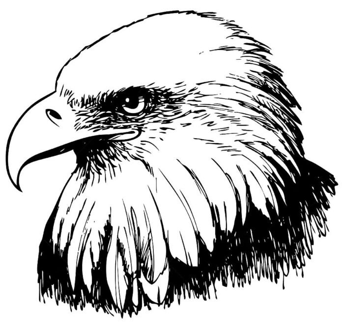 Desenhos de Águia para Colorir e Imprimir
