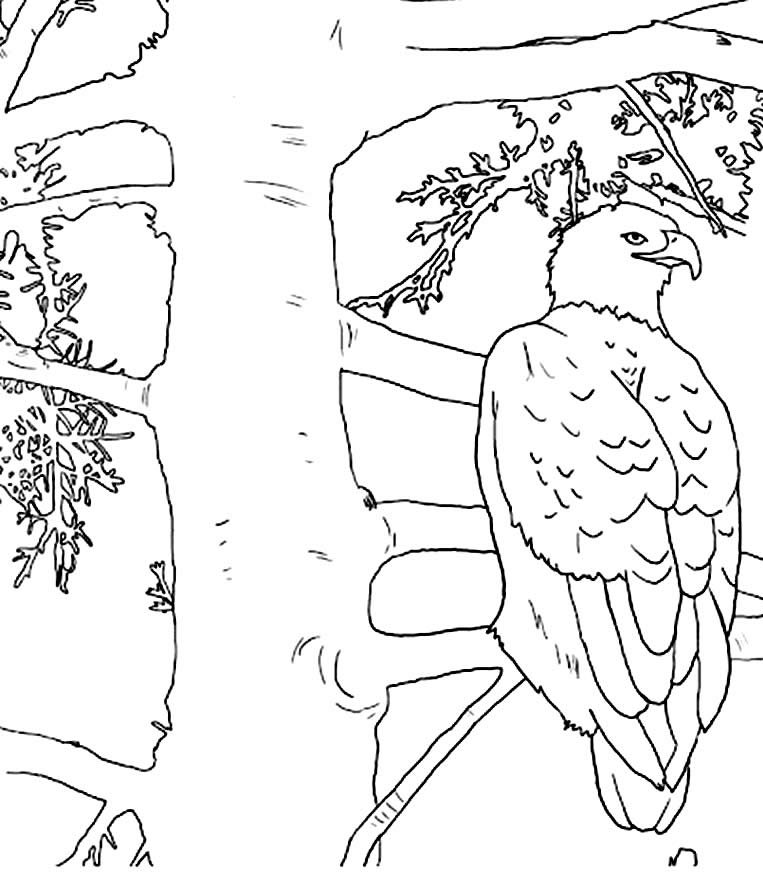 desenho de aguia para pintar 7