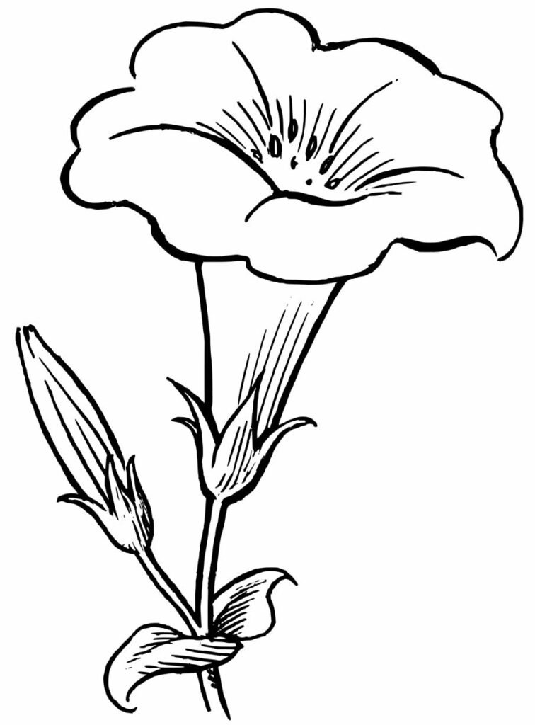 desenho de flores para colorir e pintar 4