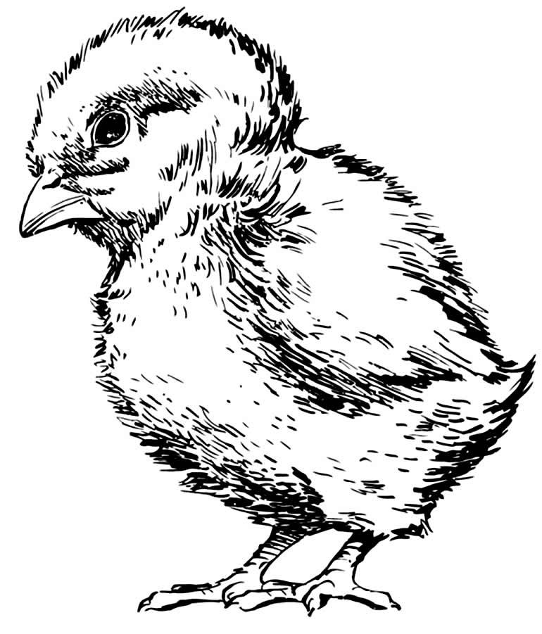 desenho de galinha 102