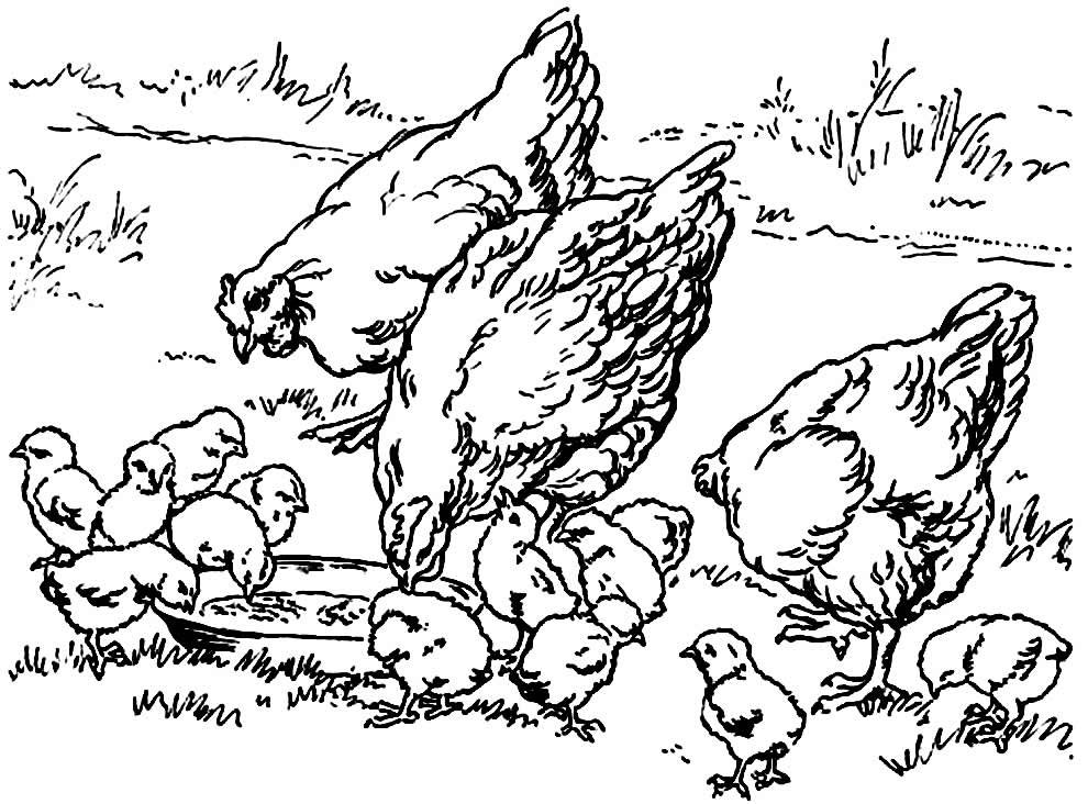 desenho de galinha 42