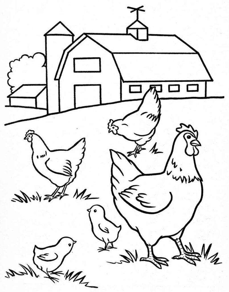 desenho de galinha 52