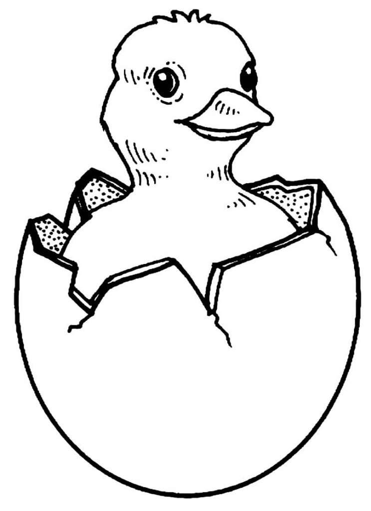 desenho de galinha 7