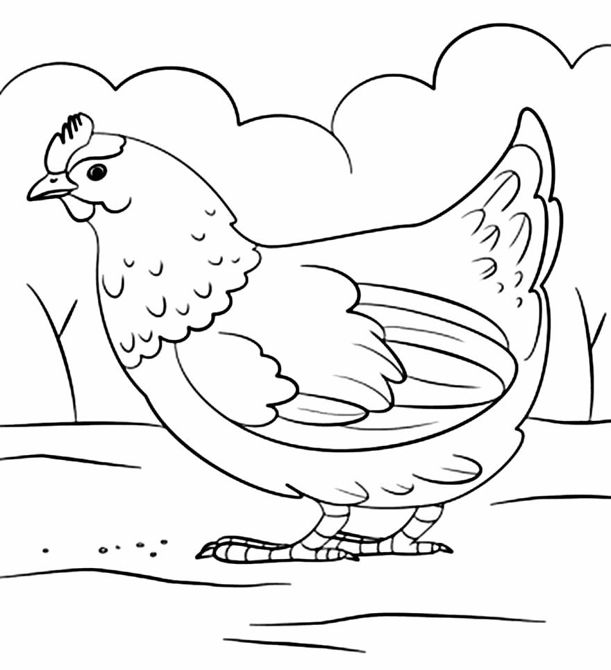desenho de galinha 8