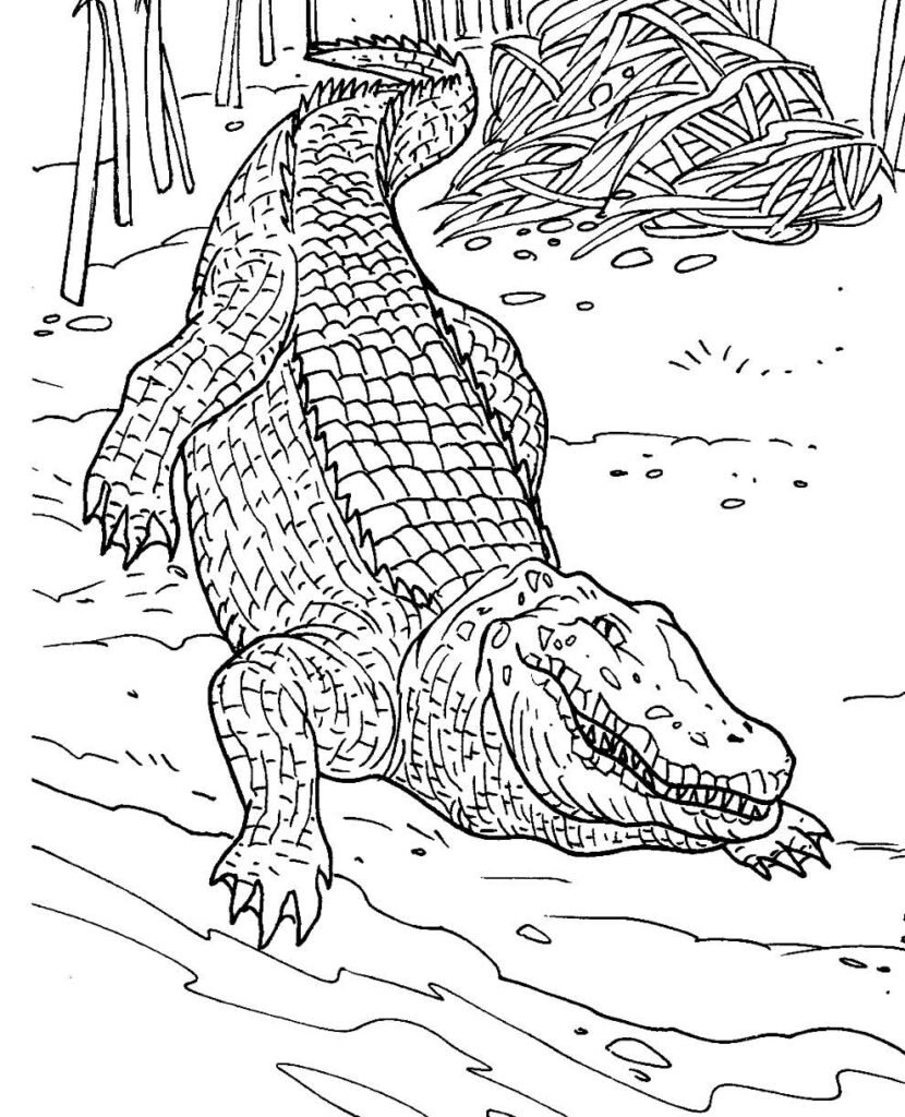 desenho de jacare 4