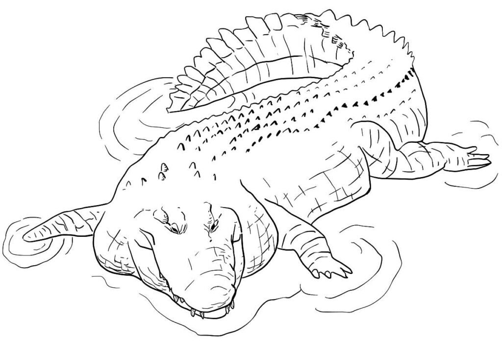 desenho de jacare 6