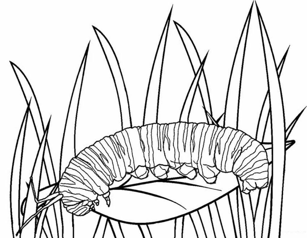 desenho de lagarta 5