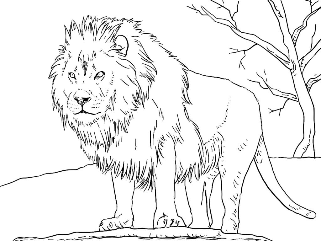 desenho de leao para pintar 1