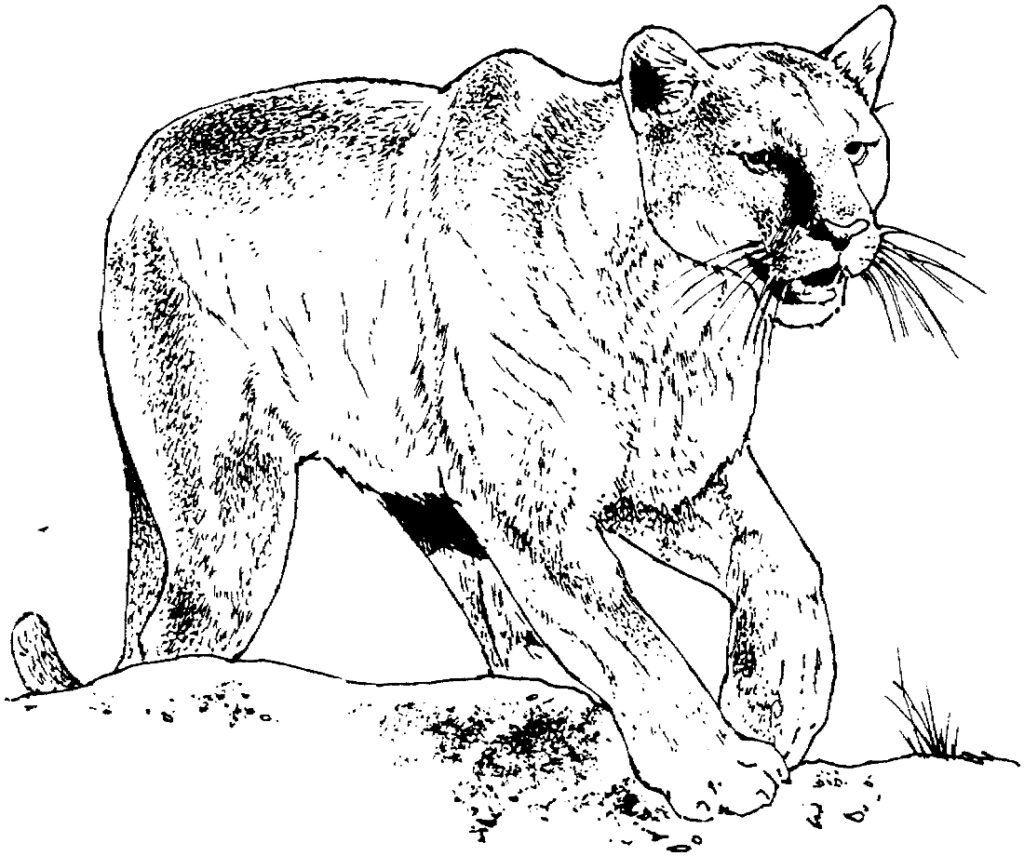 desenho de leao para pintar 5