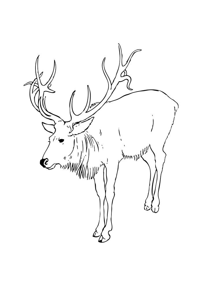 desenho de natal para colorir rena