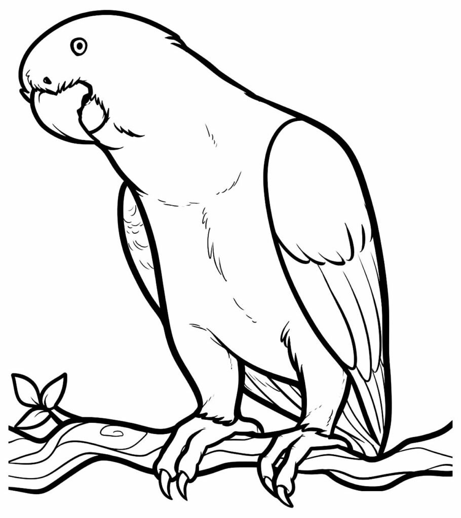 desenho de papagaio 4
