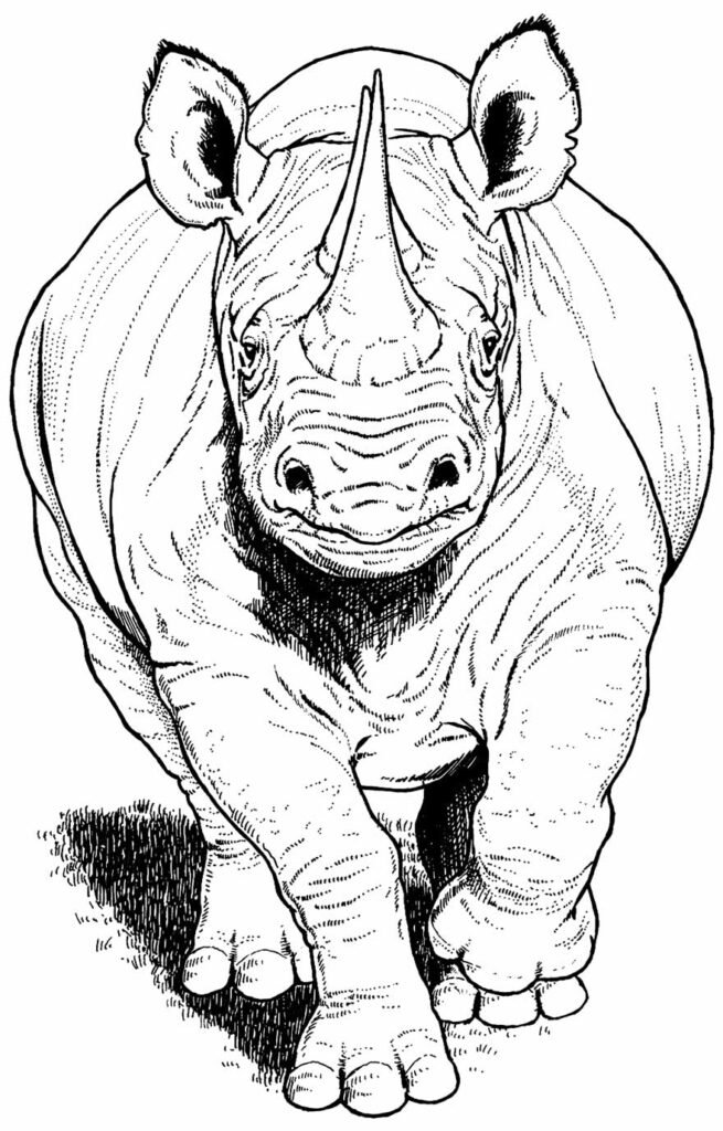 desenho de rinoceronte 3