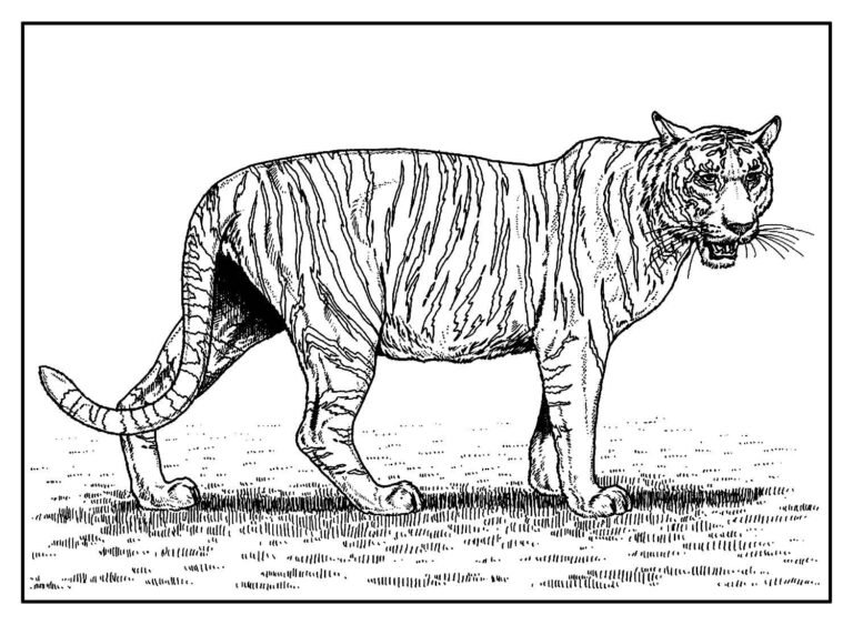 desenho realista para colorir 34 768x563 1