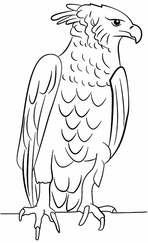 desenhos de aguia para colorir 14