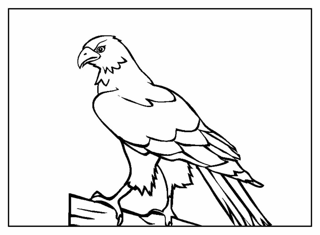 desenhos de aguia para colorir 24