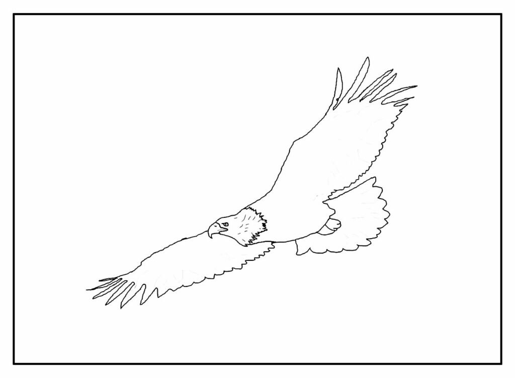 desenhos de aguia para colorir 32