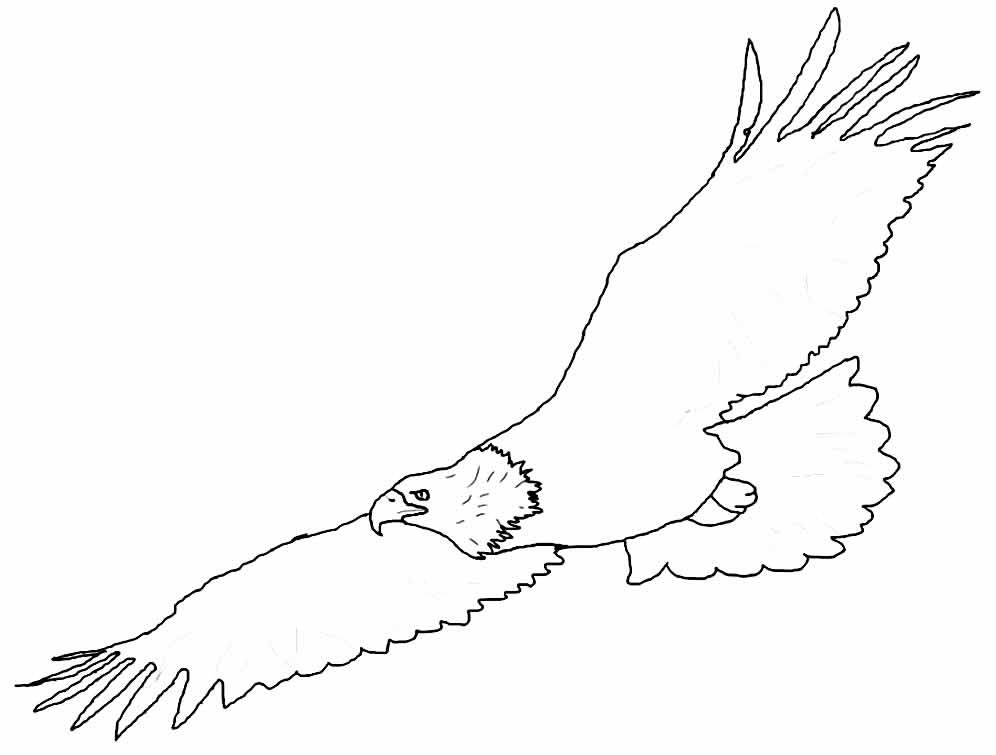 desenhos de aguia para colorir 33