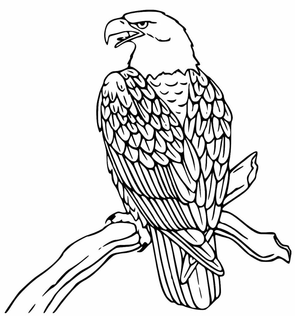 desenhos de aguia para colorir 6