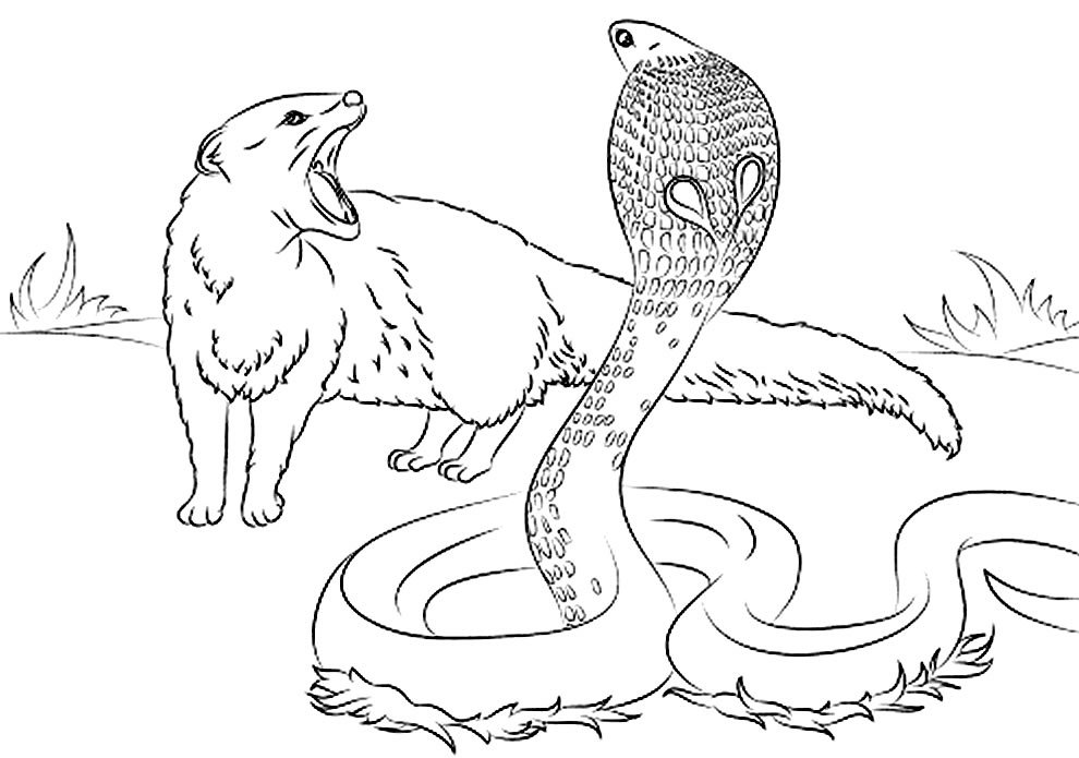 desenhos de animais para colorir 14 1