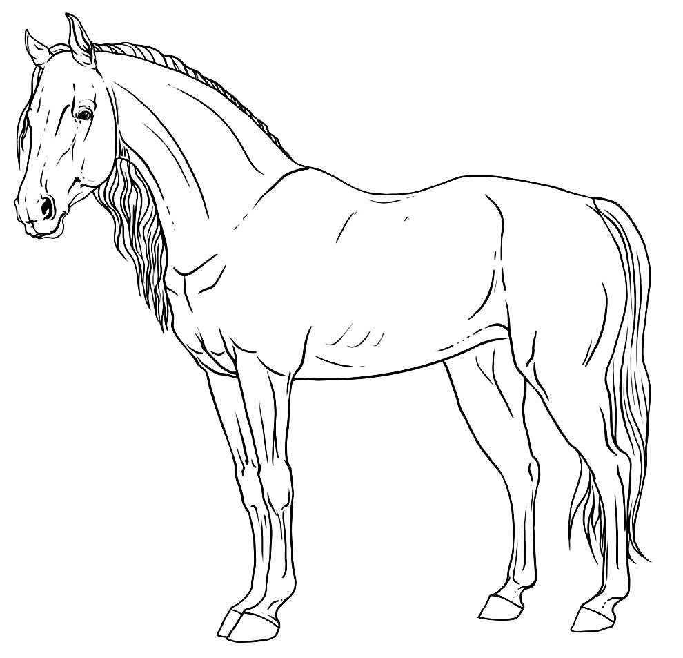 desenhos de animais para colorir 21