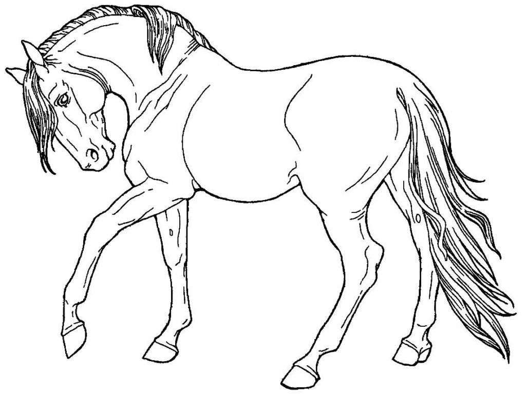 desenhos de animais para colorir 25