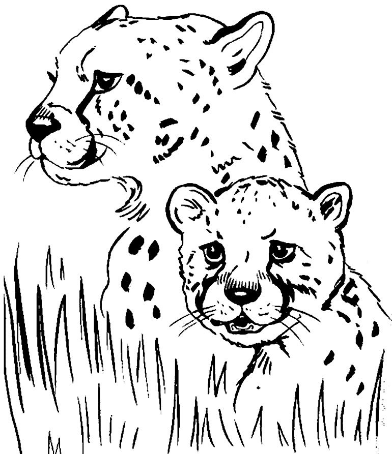 desenhos de animais para colorir 300 desenhos de animais para colorir 300