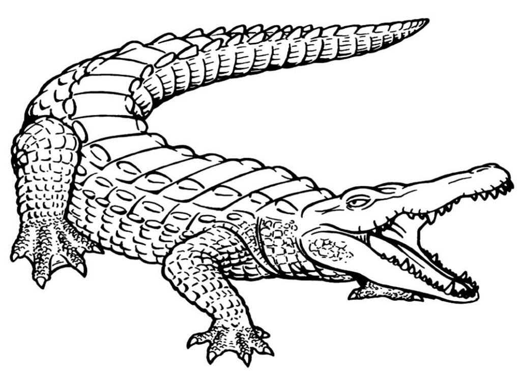 desenhos de animais para colorir 40