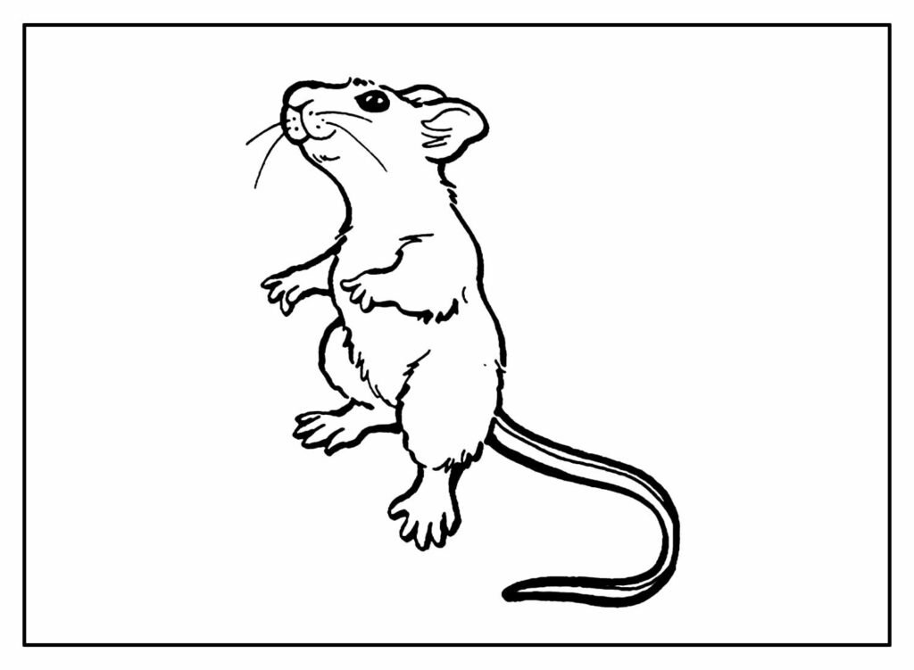 desenhos de animais para colorir 56
