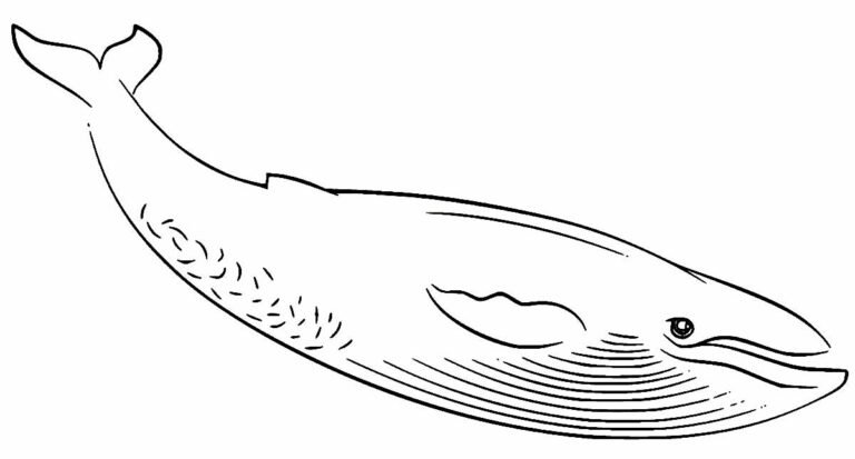 Desenhos de Baleia para Colorir e Imprimir