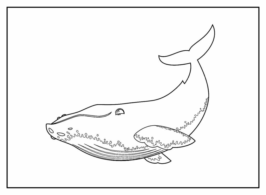 desenhos de baleia para colorir 19