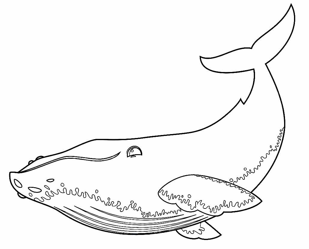 Desenhos de Baleia para Colorir e Imprimir