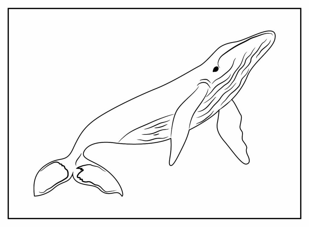 desenhos de baleia para colorir 28