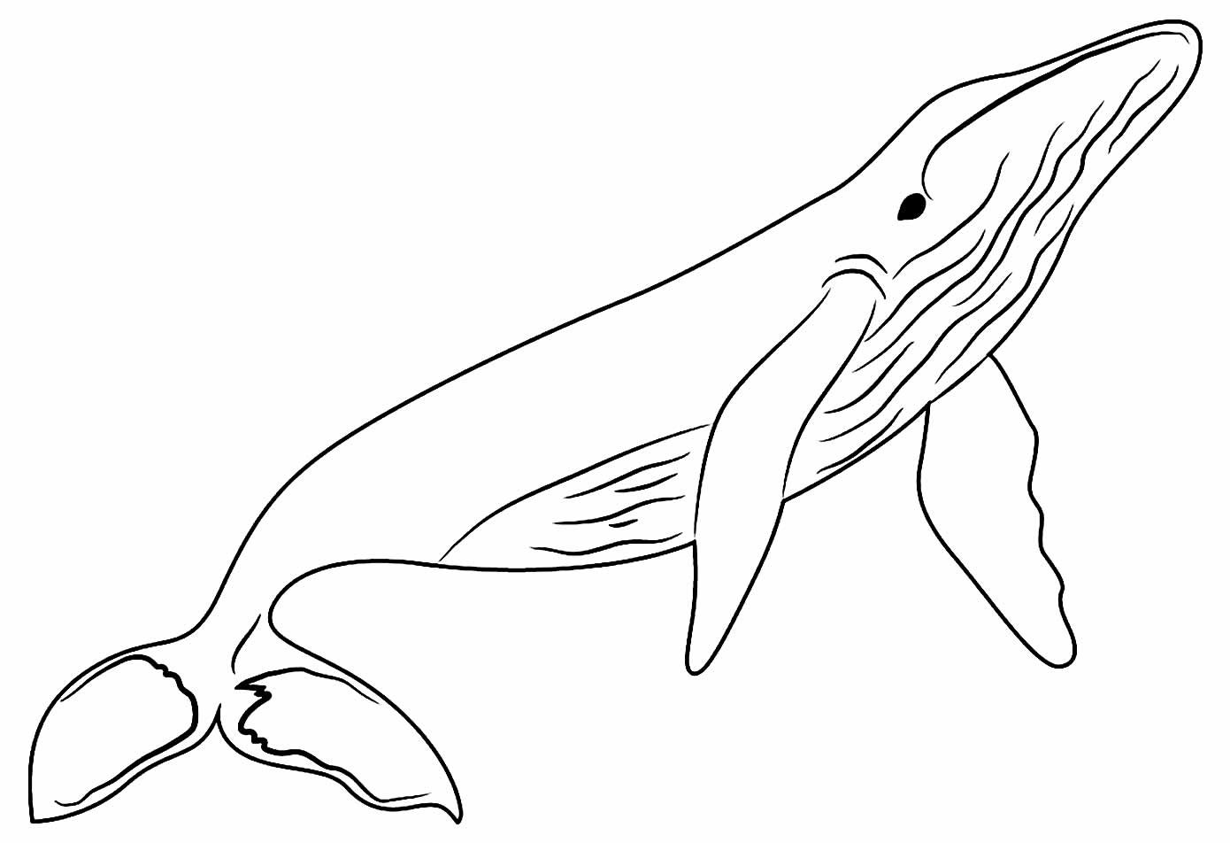 Desenhos de Baleia para Colorir e Imprimir