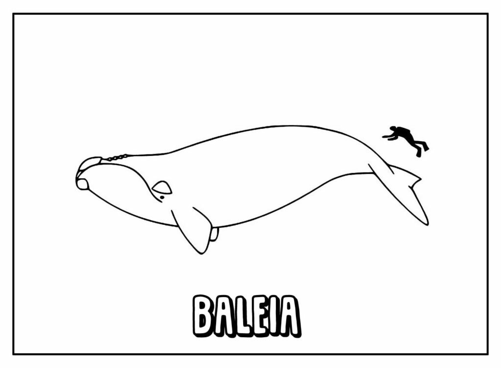 página para colorir de baleia jubarte ilustração colorida 7528179 Vetor no  Vecteezy