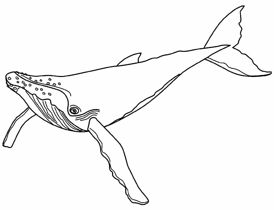 Desenhos de Baleia para Colorir e Imprimir