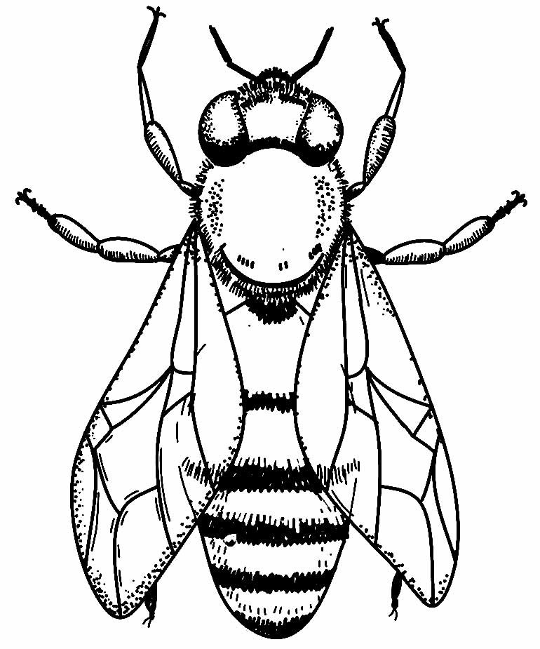 desenhos de borboleta para pintar e colorir 10