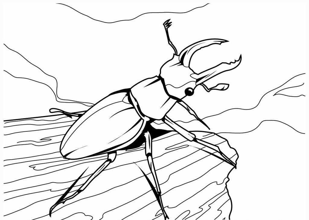 desenhos de borboleta para pintar e colorir 11