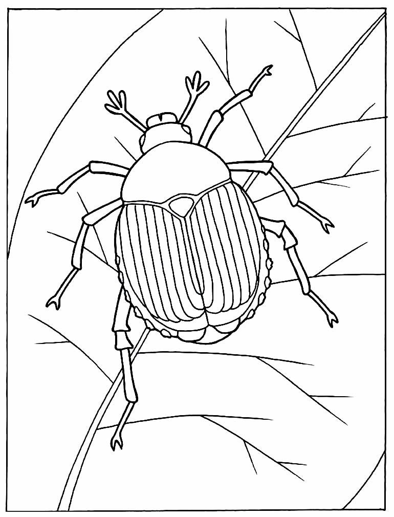 desenhos de borboleta para pintar e colorir 15