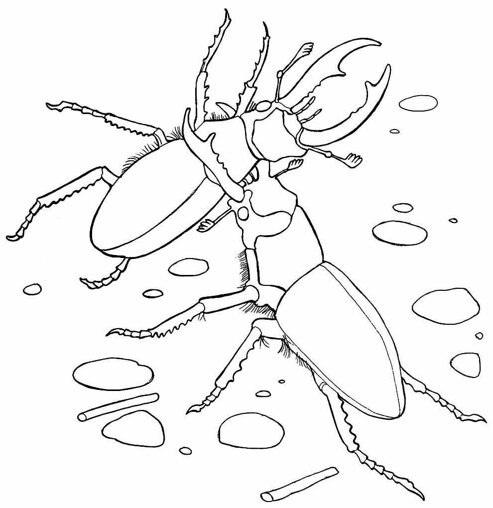 desenhos de borboleta para pintar e colorir 18