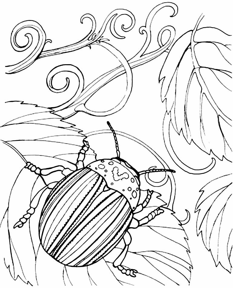 desenhos de borboleta para pintar e colorir 25