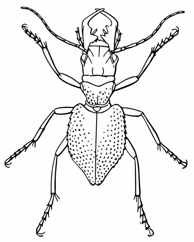 desenhos de borboleta para pintar e colorir 26