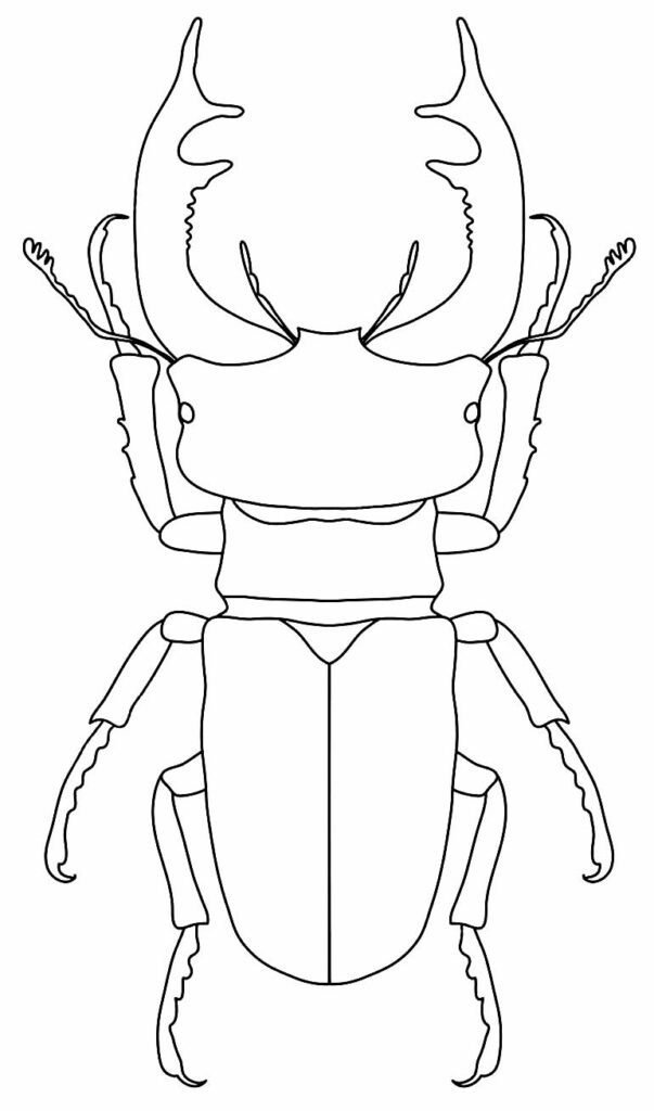desenhos de borboleta para pintar e colorir 31