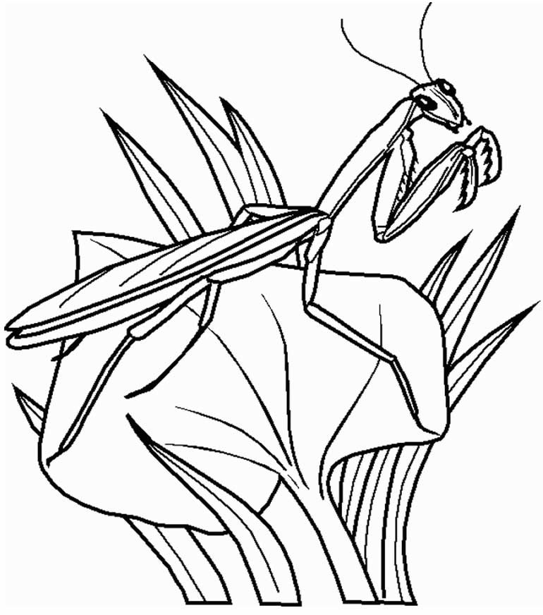 desenhos de borboleta para pintar e colorir 8