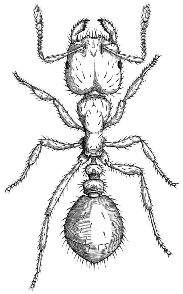 desenhos de formiga para colorir 34 desenhos de formiga para colorir 34