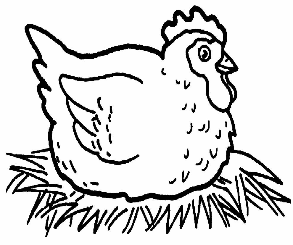 desenhos de galinha para colorir 10