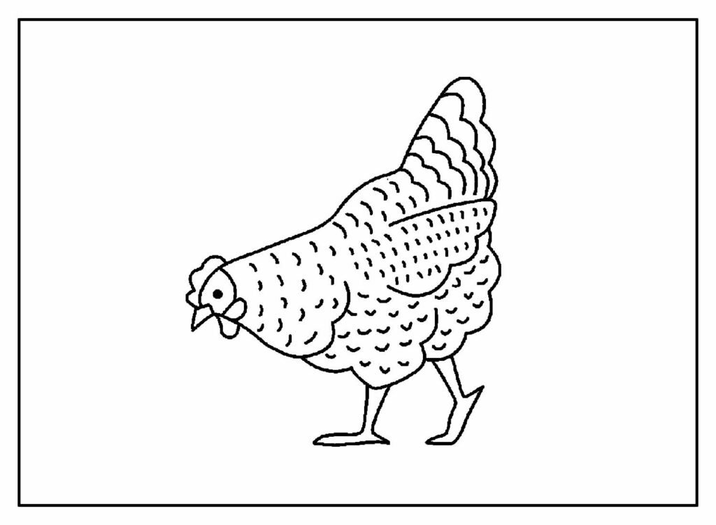 desenhos de galinha para colorir 12 1