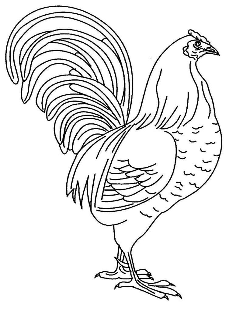 desenhos de galinha para colorir 14