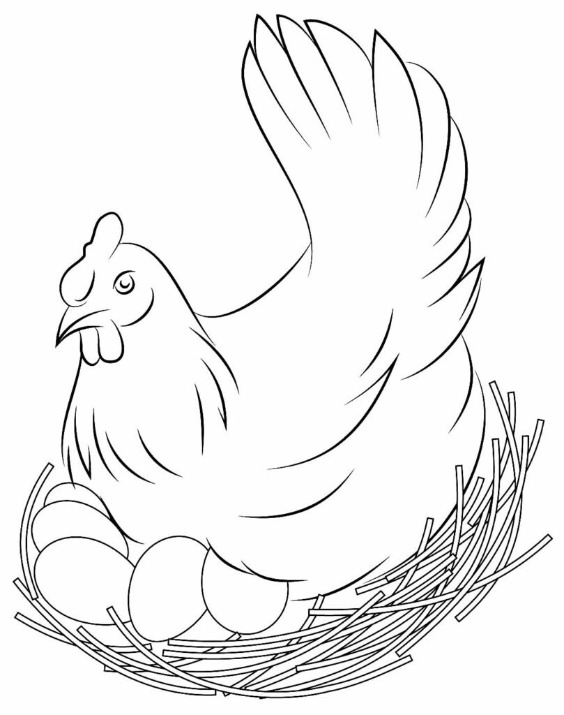desenhos de galinha para colorir 4